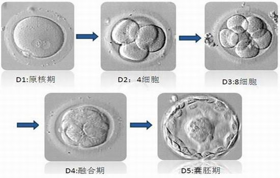 囊胚培育